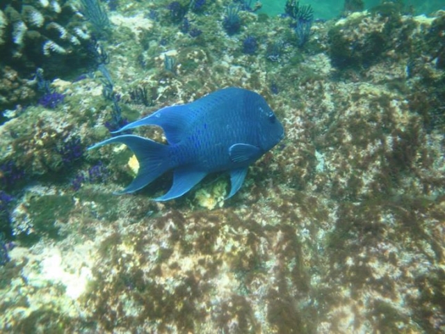 peces de coloternera